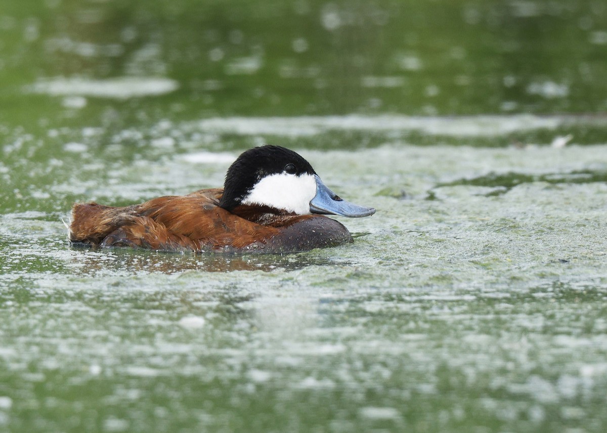 Ruddy Duck - ML622012705