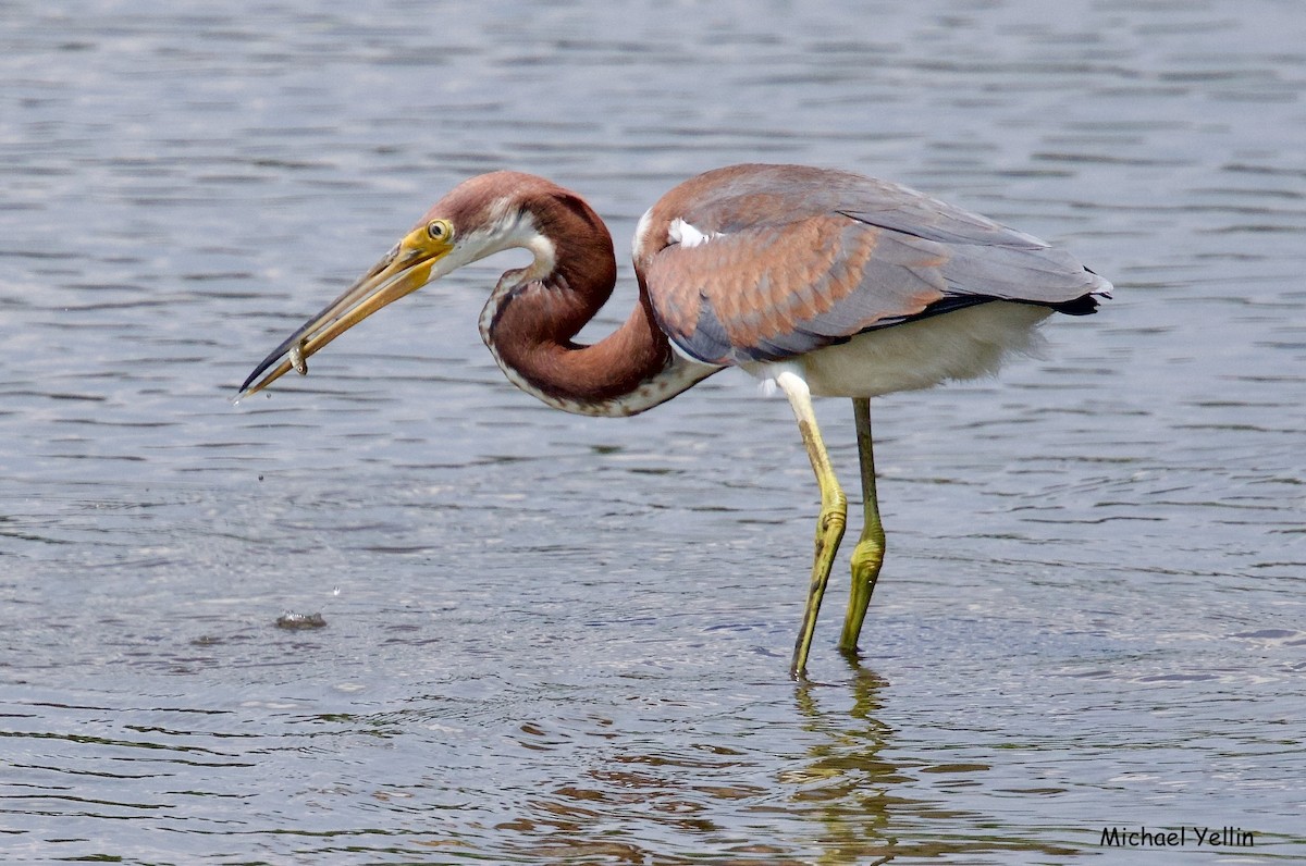 Tricolored Heron - ML622012707