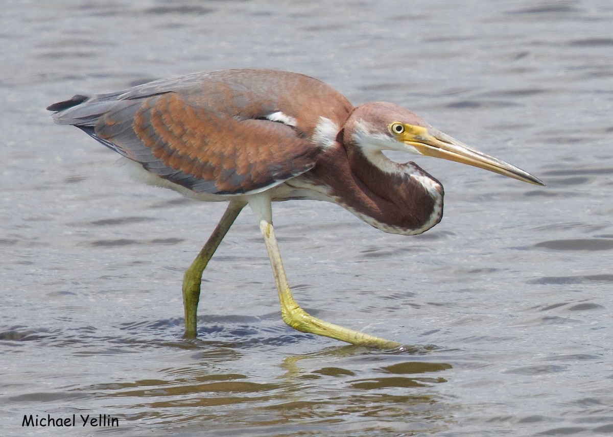 Tricolored Heron - ML622012741