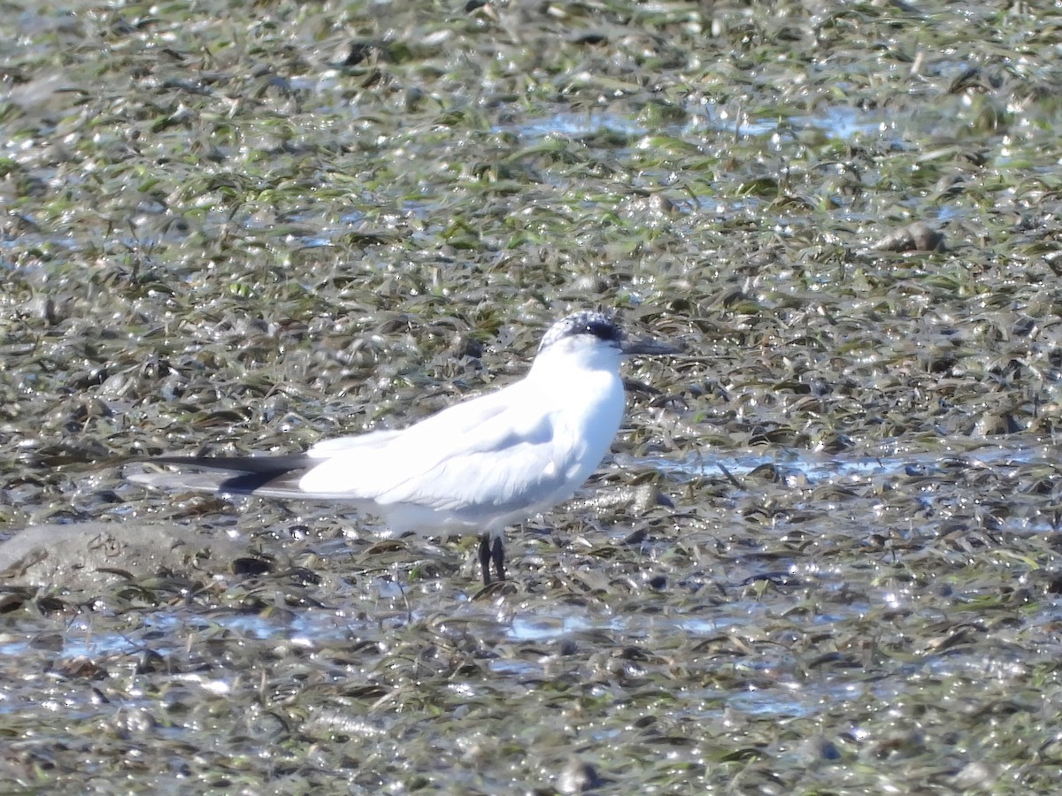 Australian Tern - ML622012753