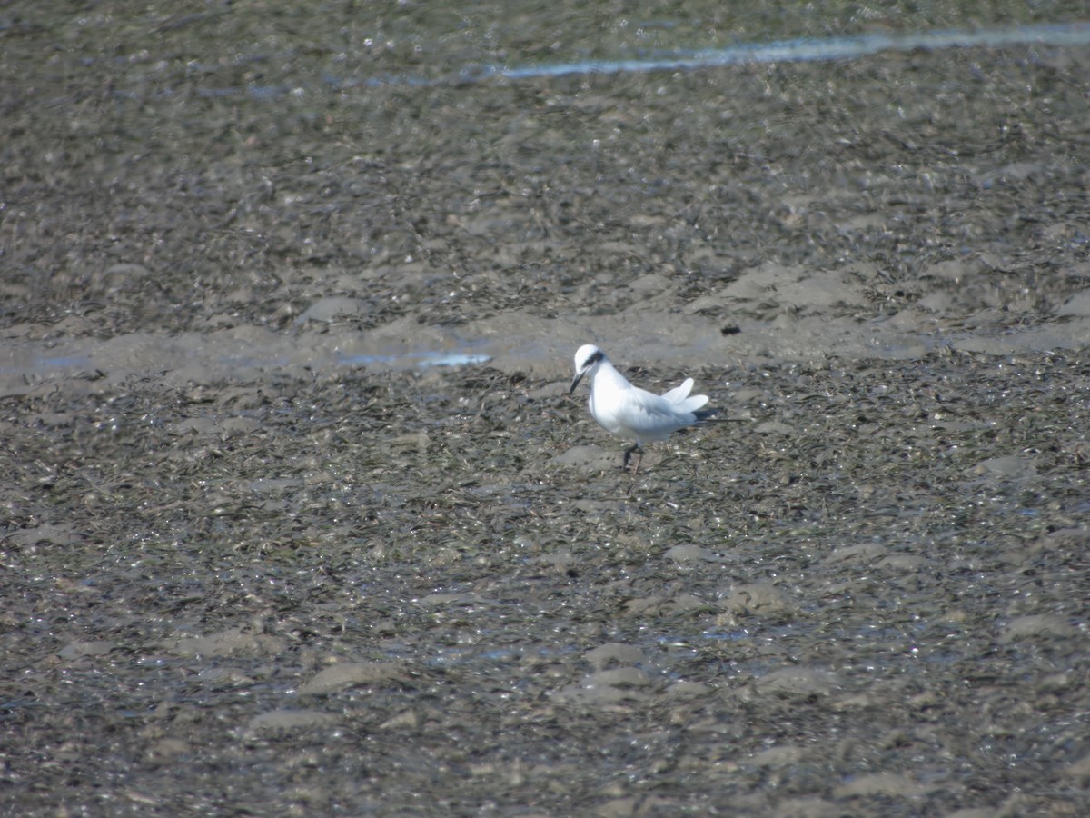 Australian Tern - ML622012754