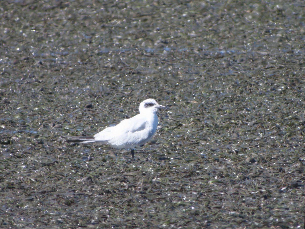 Australian Tern - ML622012758