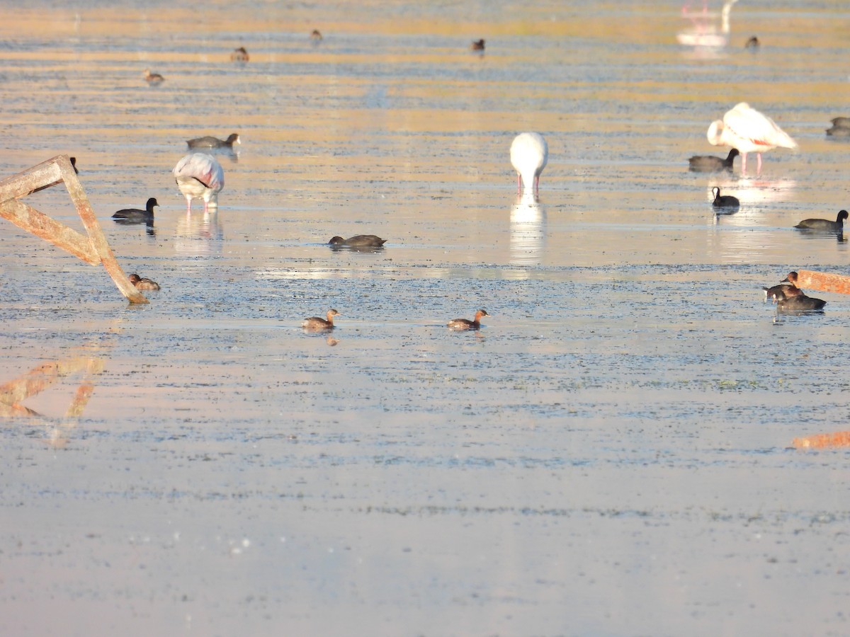 Little Grebe - Murat Akkaya