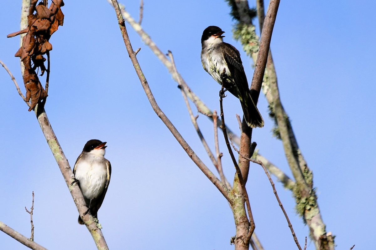 Eastern Kingbird - ML622012870