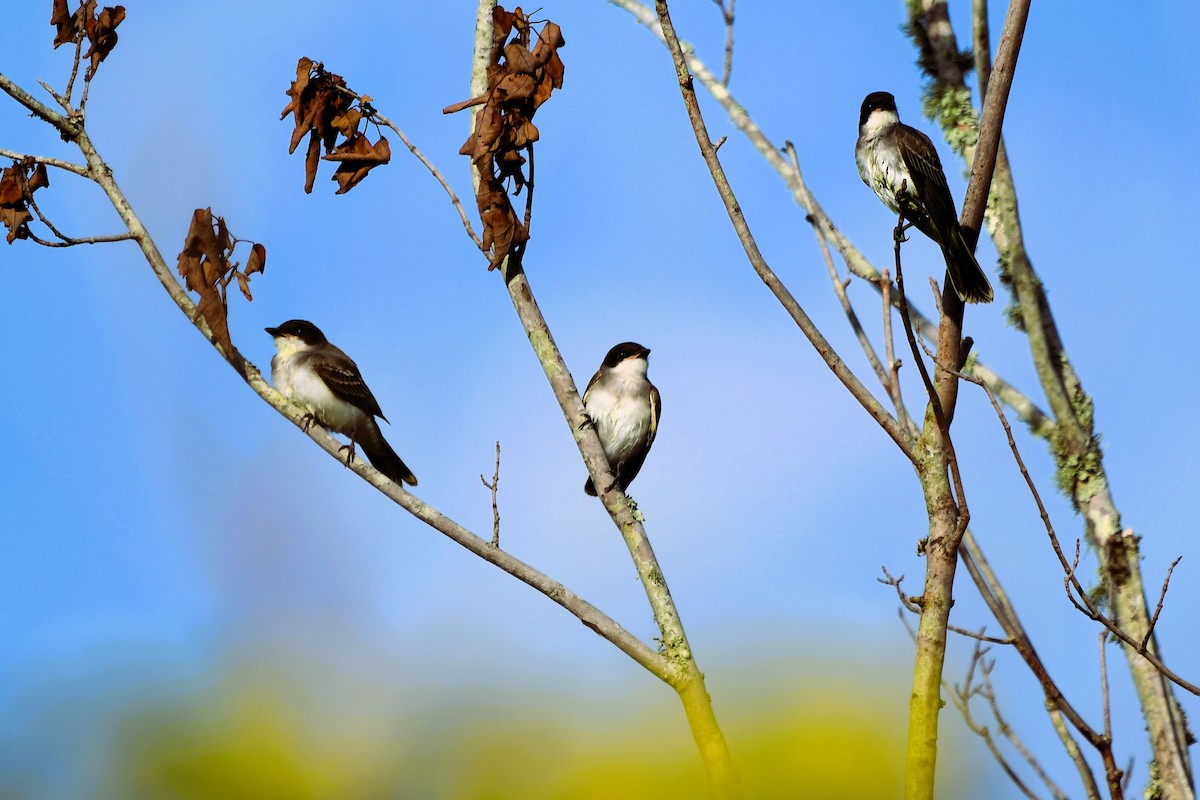 Eastern Kingbird - ML622012871