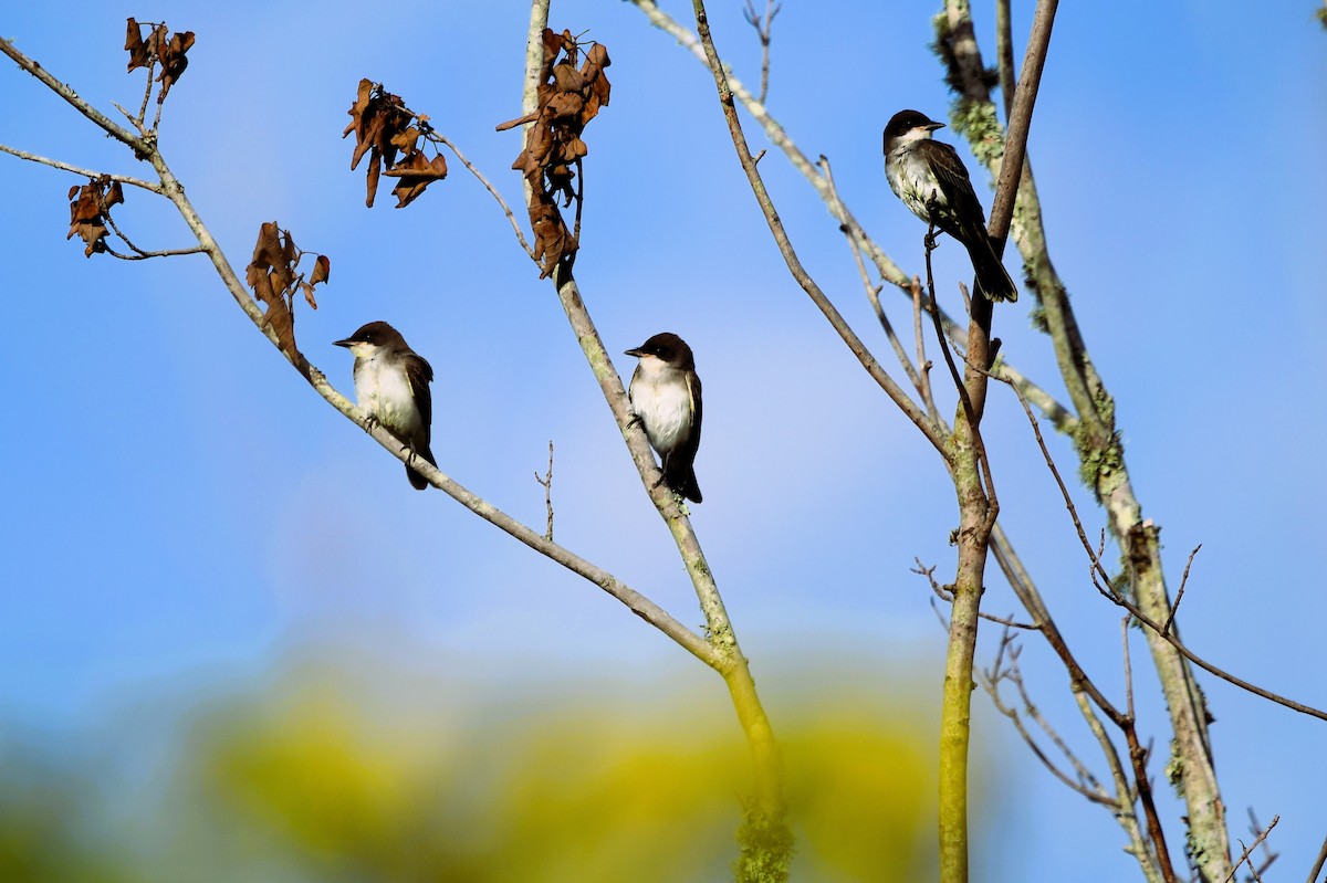 Eastern Kingbird - ML622012872