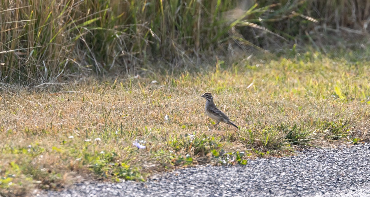 Lark Sparrow - ML622012921