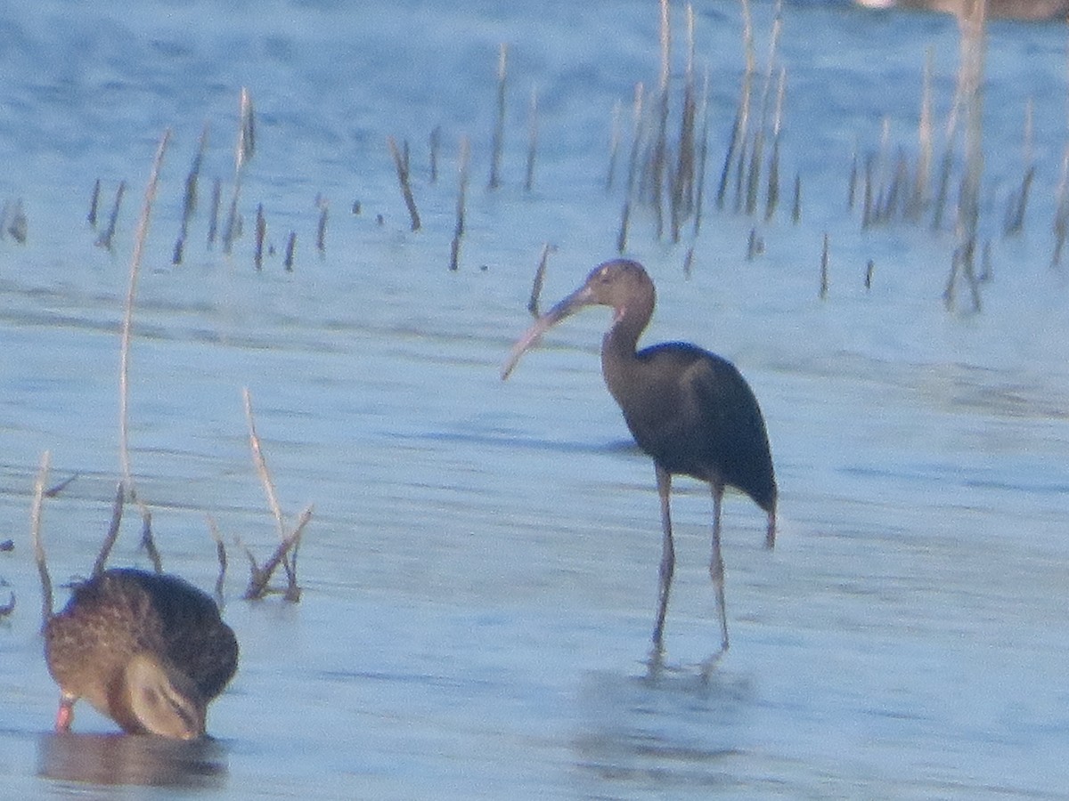 White-faced Ibis - ML622012927