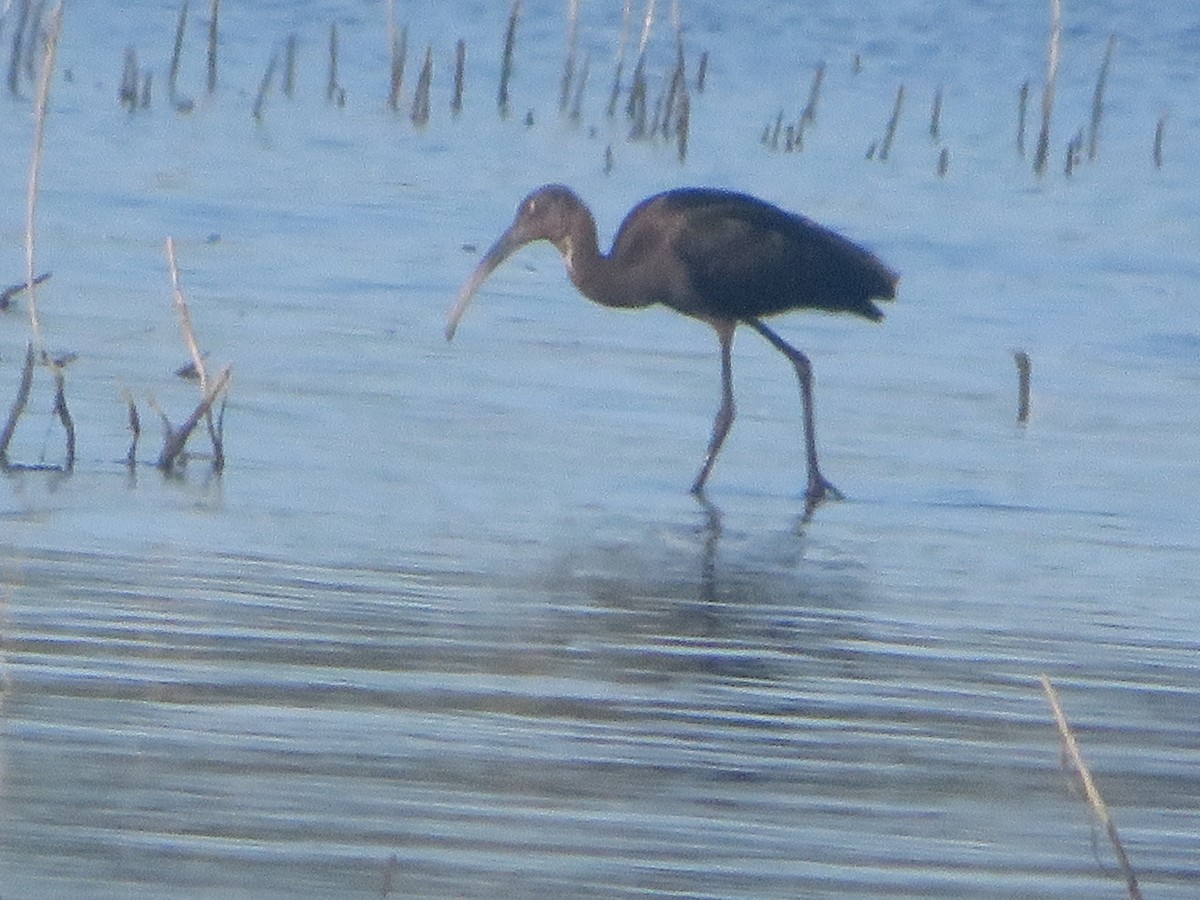 White-faced Ibis - ML622012963