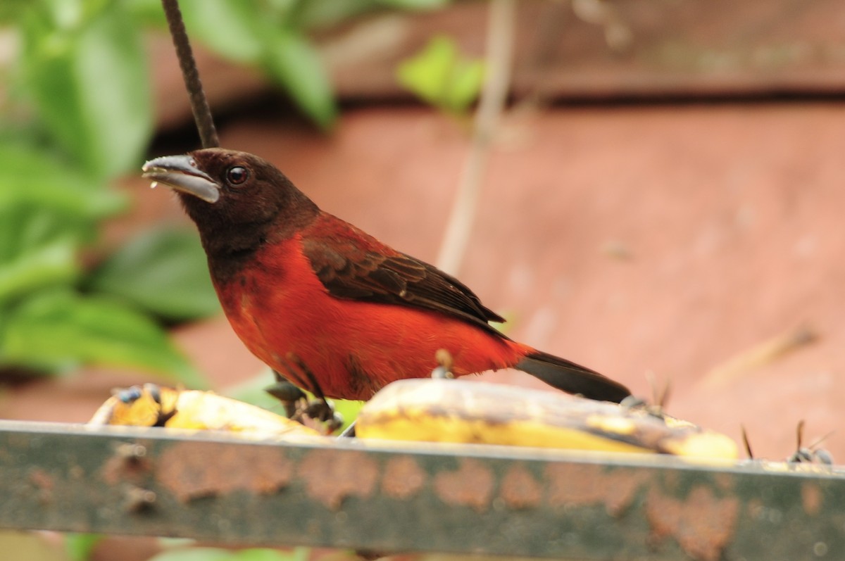 Crimson-backed Tanager - TONY STEWART