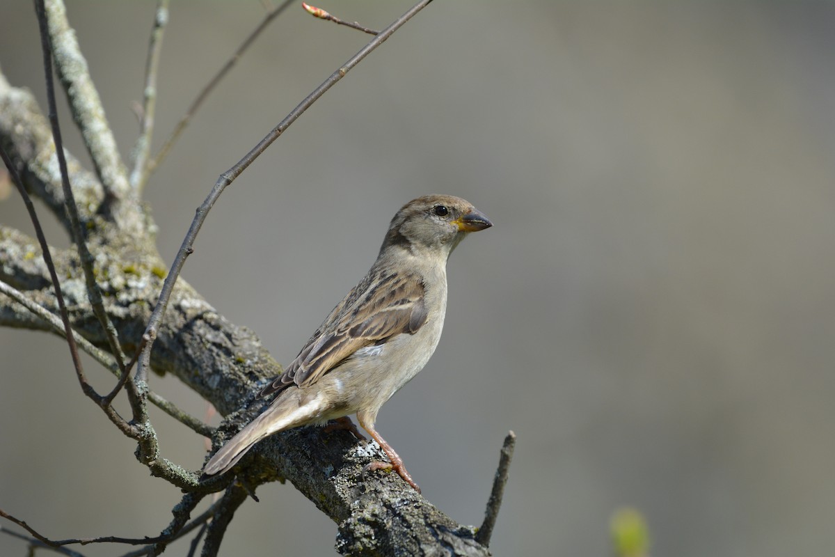 House Sparrow - Azuryne Celeste