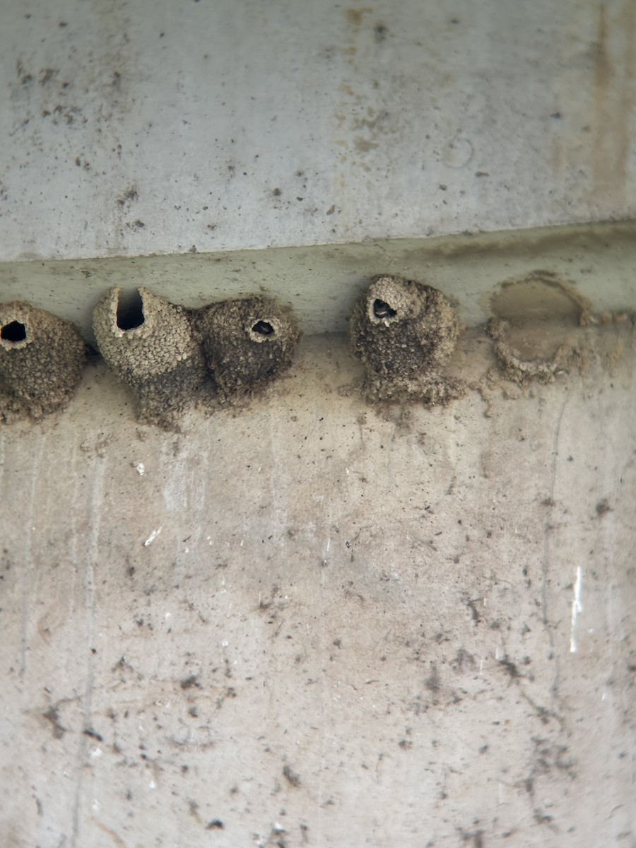 Cliff Swallow - ML622013209