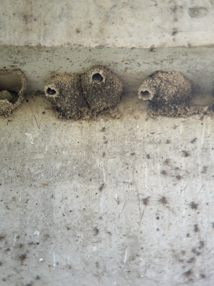 Cliff Swallow - ML622013210