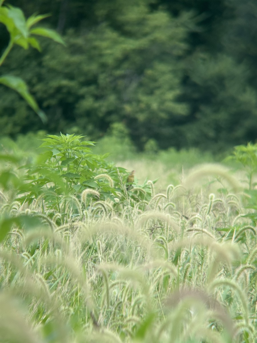 Bobolink - ML622013259