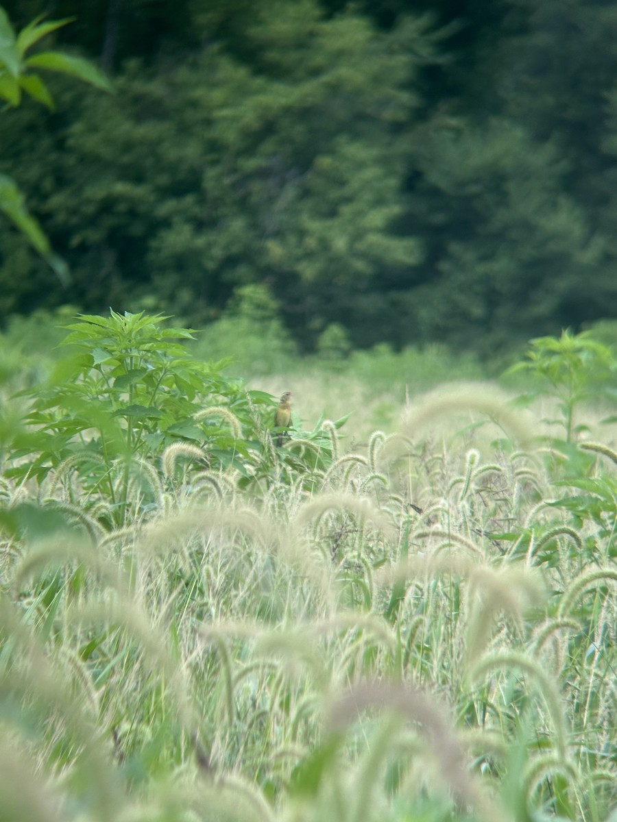 Bobolink - ML622013260