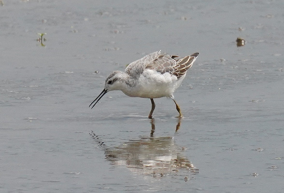 Wilson's Phalarope - Dennis Mersky