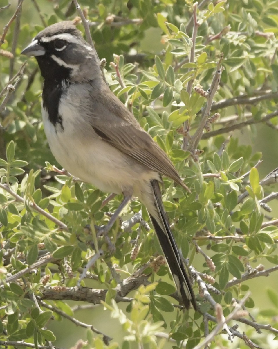 Black-throated Sparrow - ML622013292