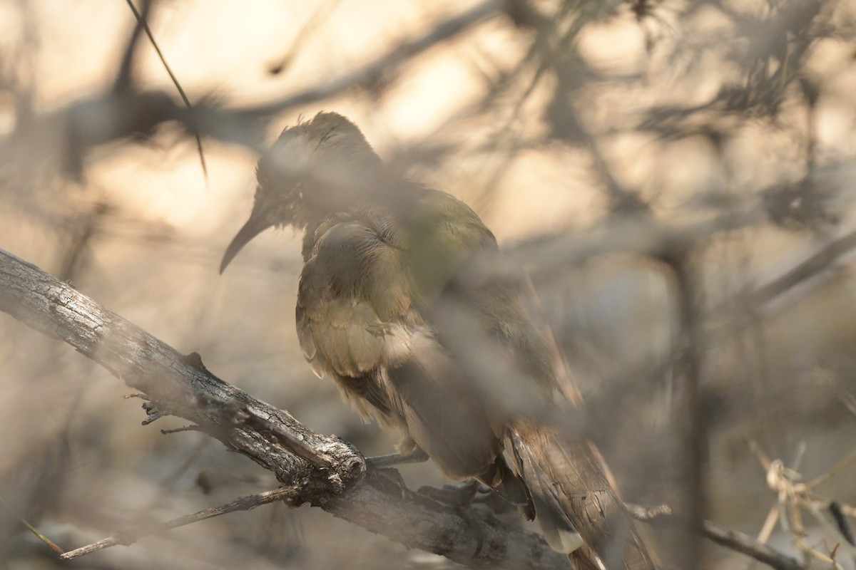 Crissal Thrasher - ML622013323