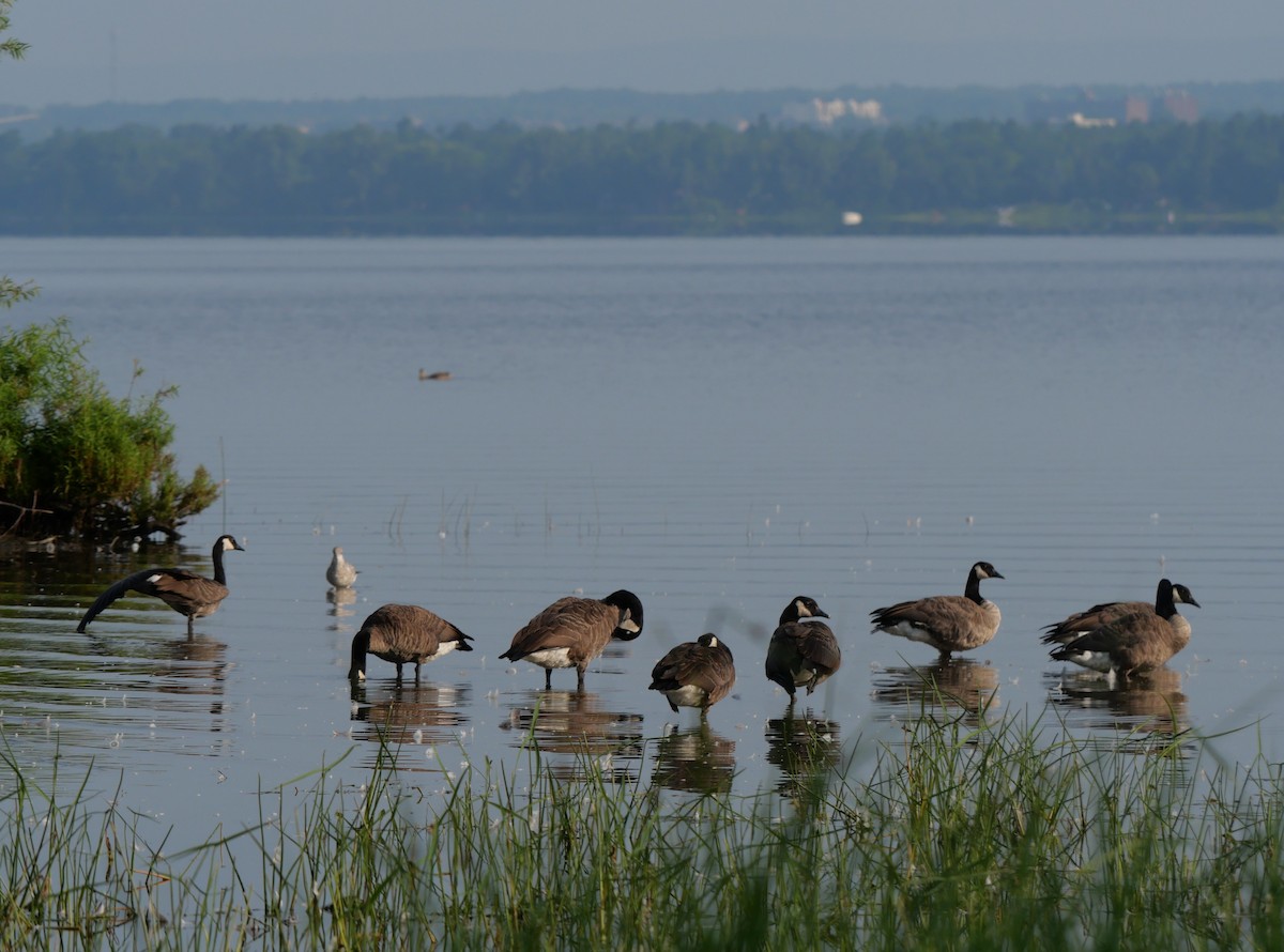 Canada Goose - Cécile Charlton