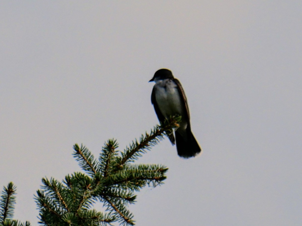 Schieferrücken-Königstyrann - ML622013383