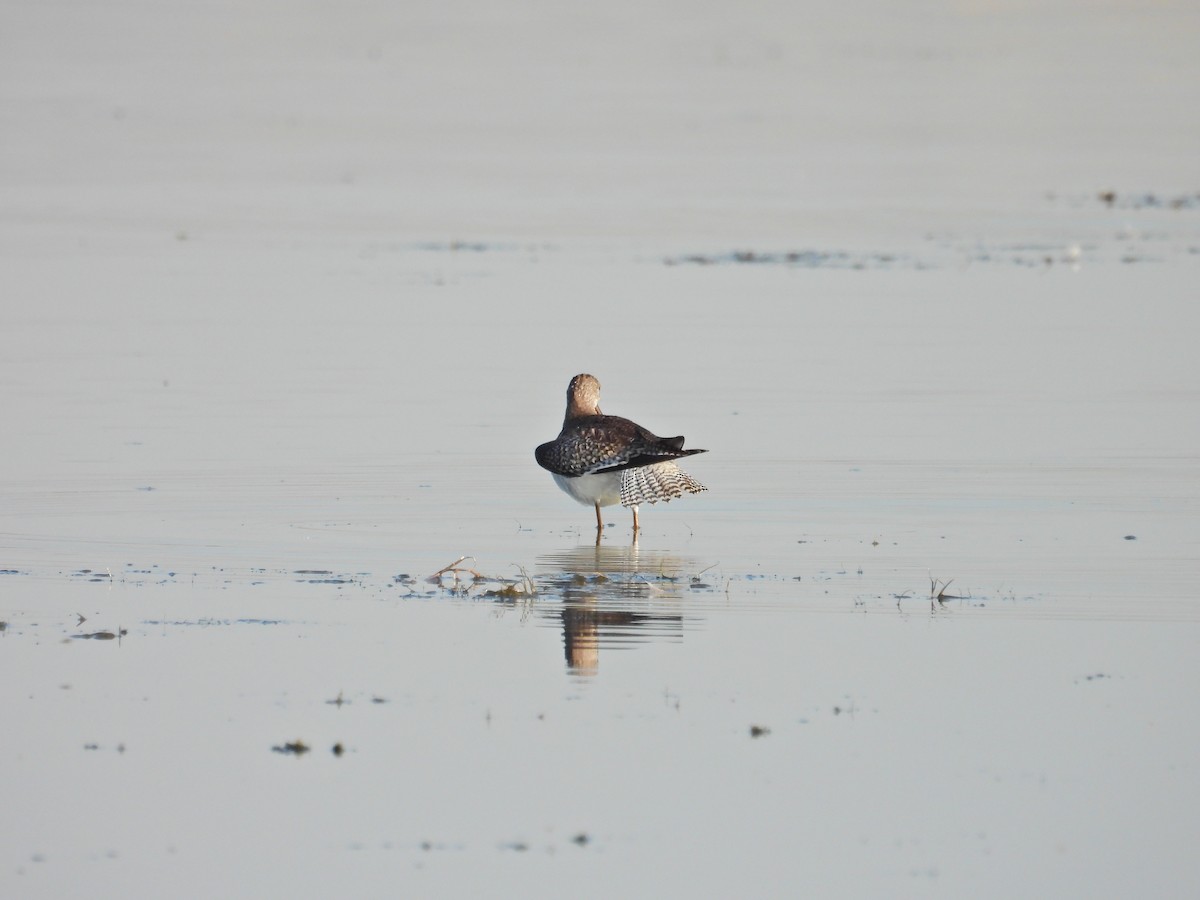 Common Redshank - ML622013389