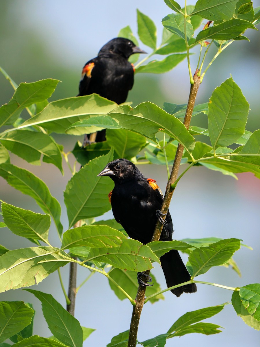 Red-winged Blackbird - Cécile Charlton