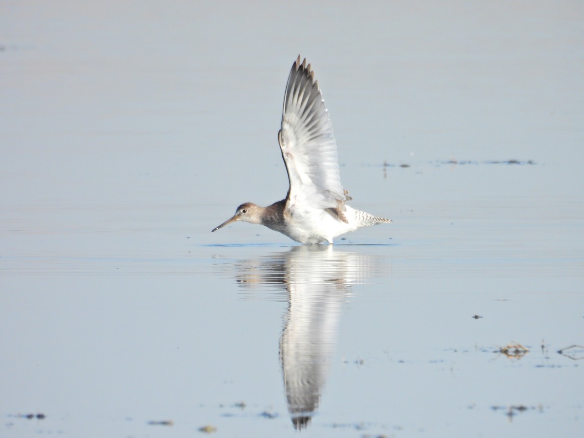 Common Redshank - ML622013416