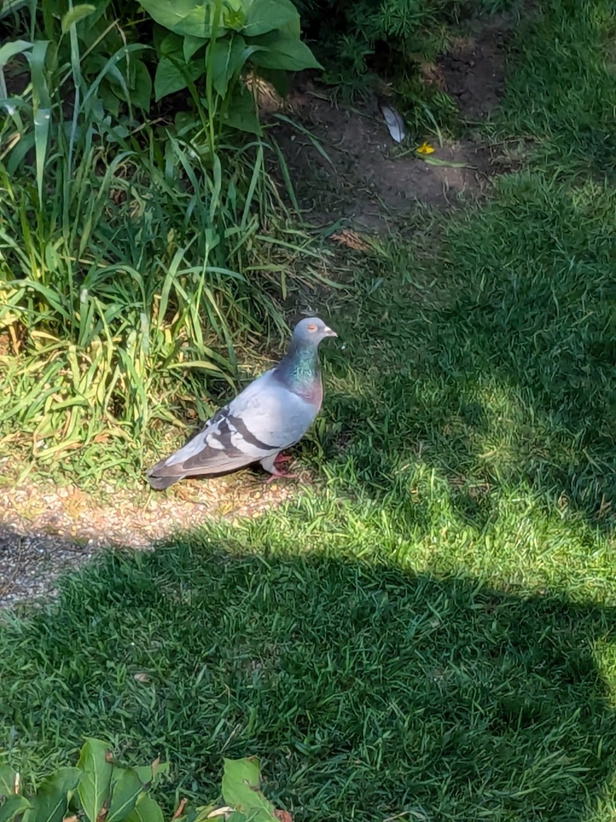 Rock Pigeon (Feral Pigeon) - ML622013500
