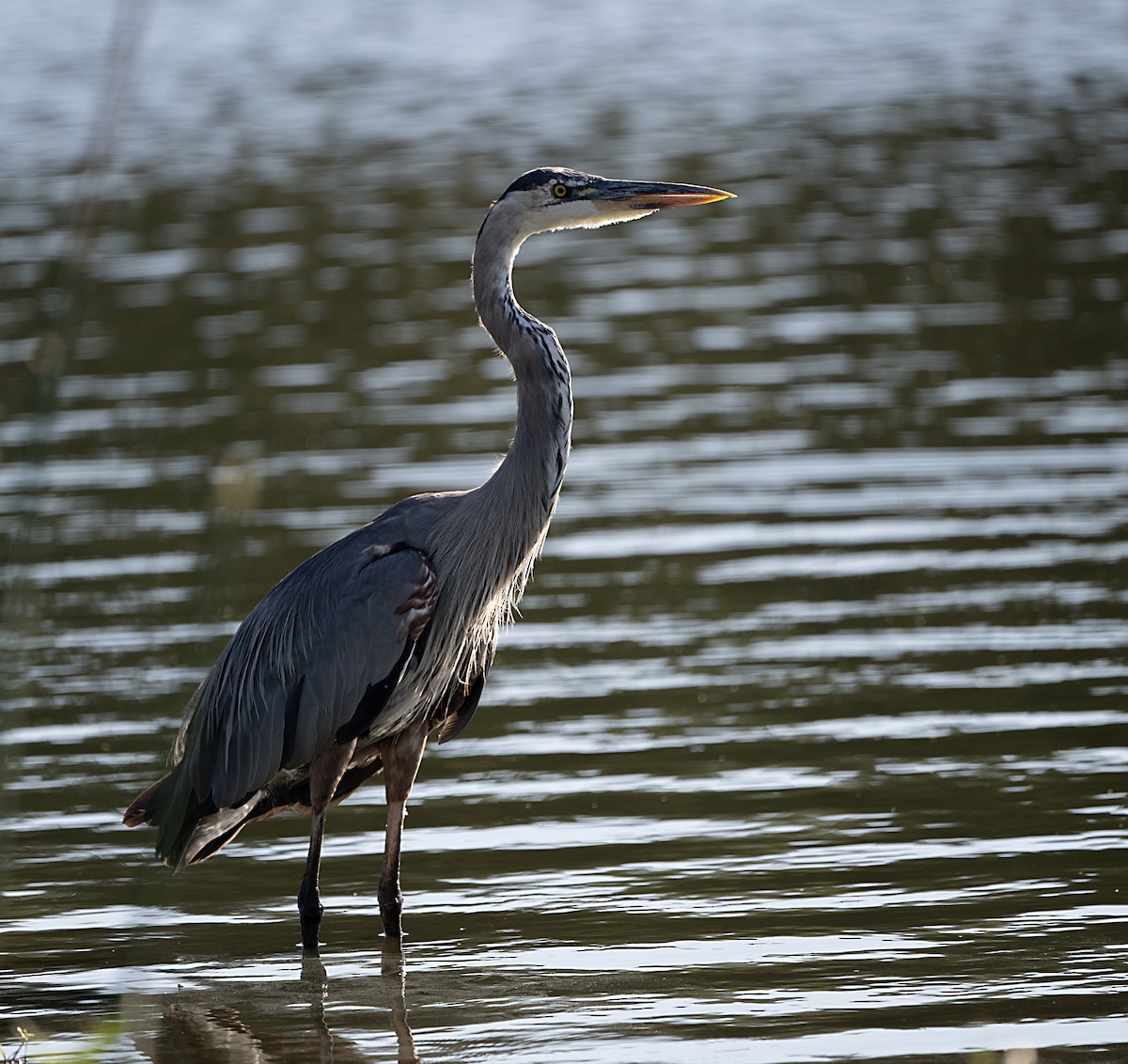Great Blue Heron - Terry Hurst