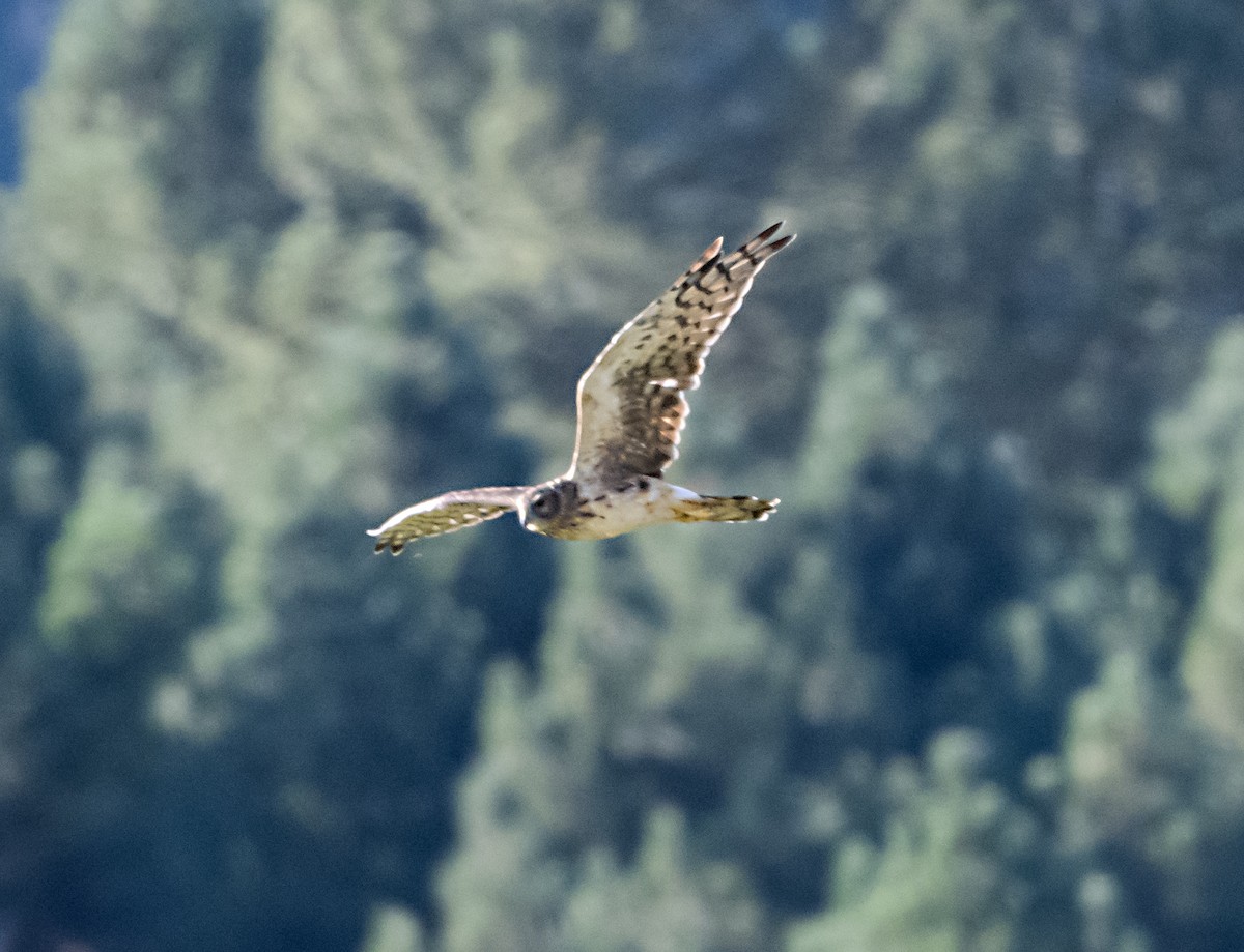 Northern Harrier - ML622013516