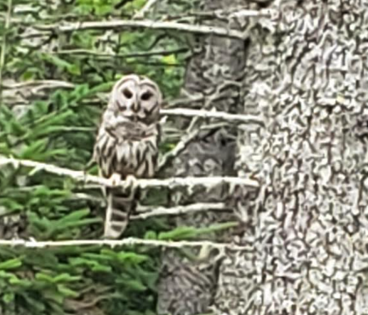 Barred Owl - ML622013613