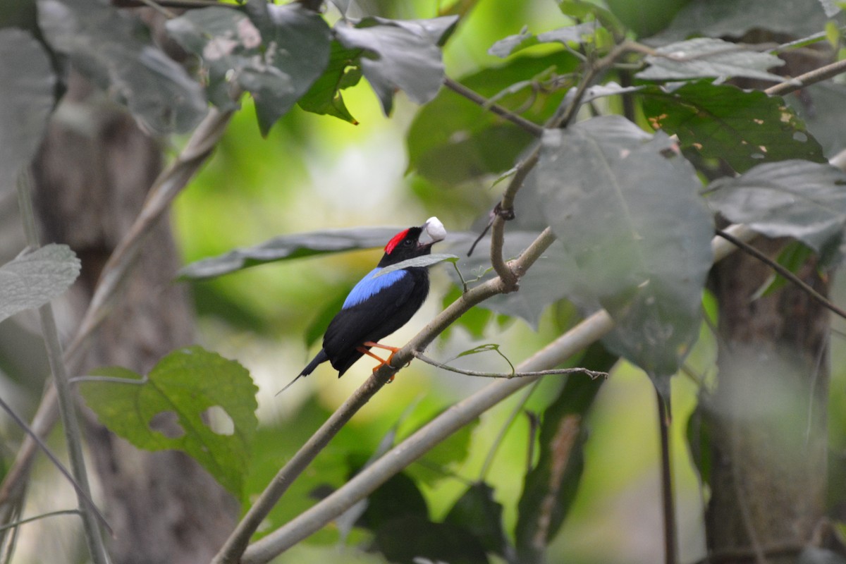 Manakin lancéolé - ML622013652