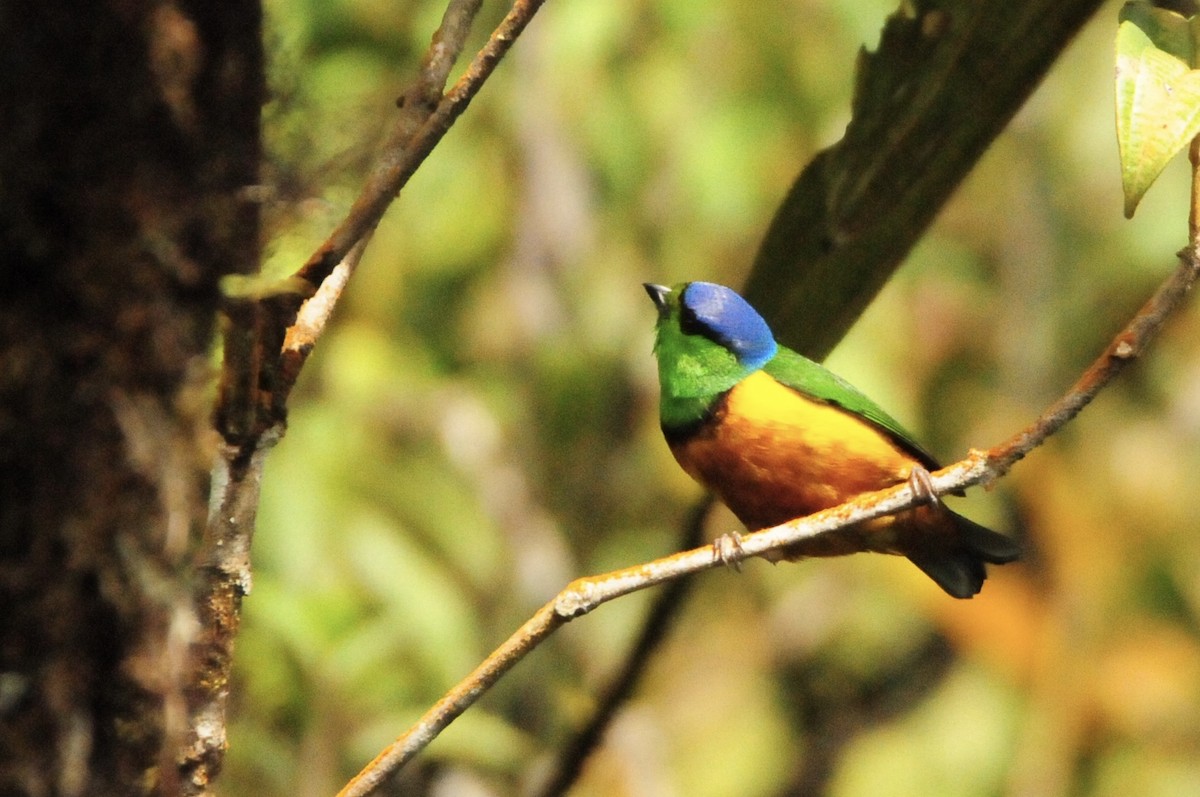 Chestnut-breasted Chlorophonia - ML622013664