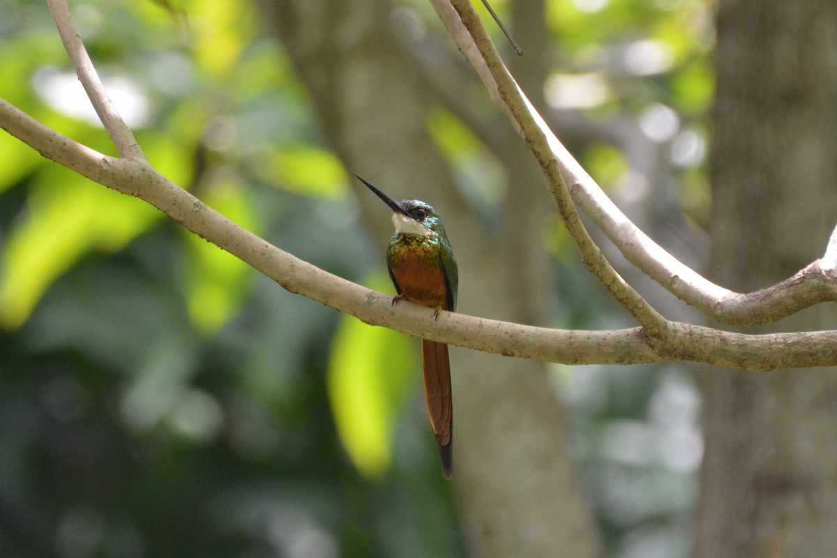 Jacamar à queue rousse - ML622013698