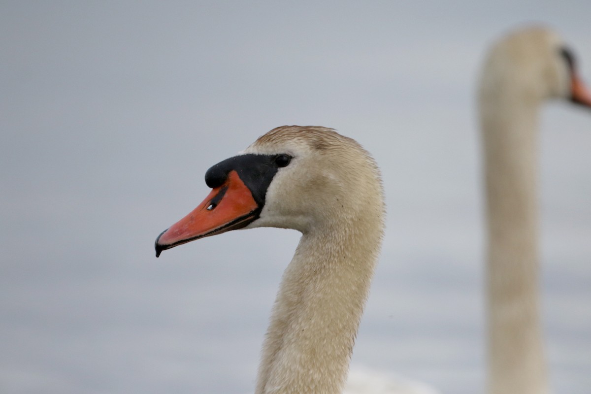 Mute Swan - ML62201371