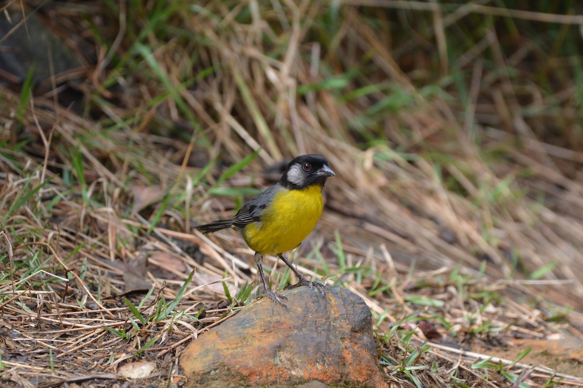 Santa Marta Brushfinch - ML622013714