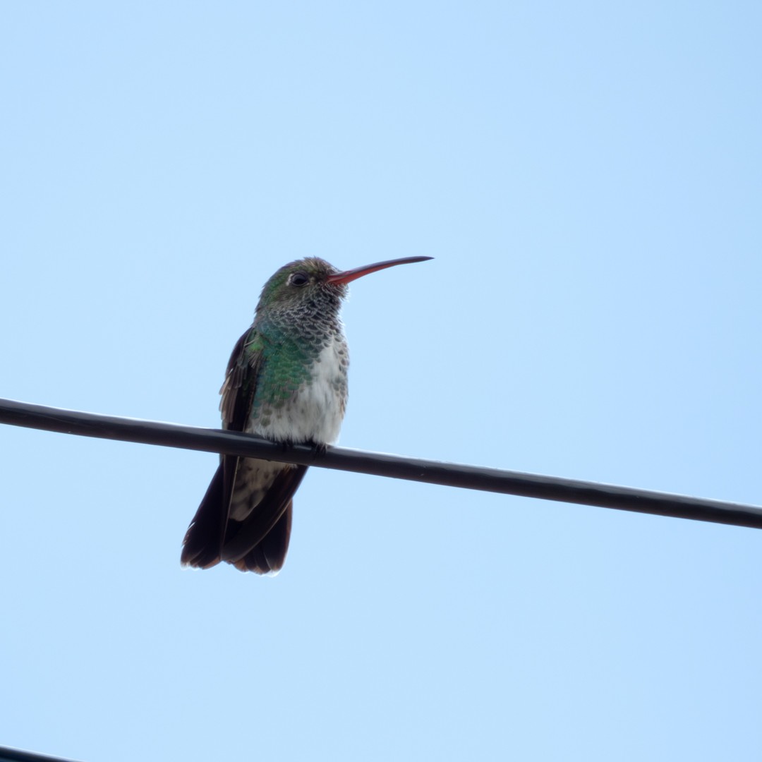 Glittering-throated Emerald - ML622013760