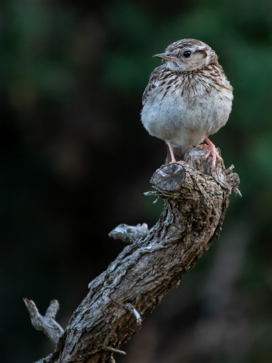 Wood Lark - ML622013883