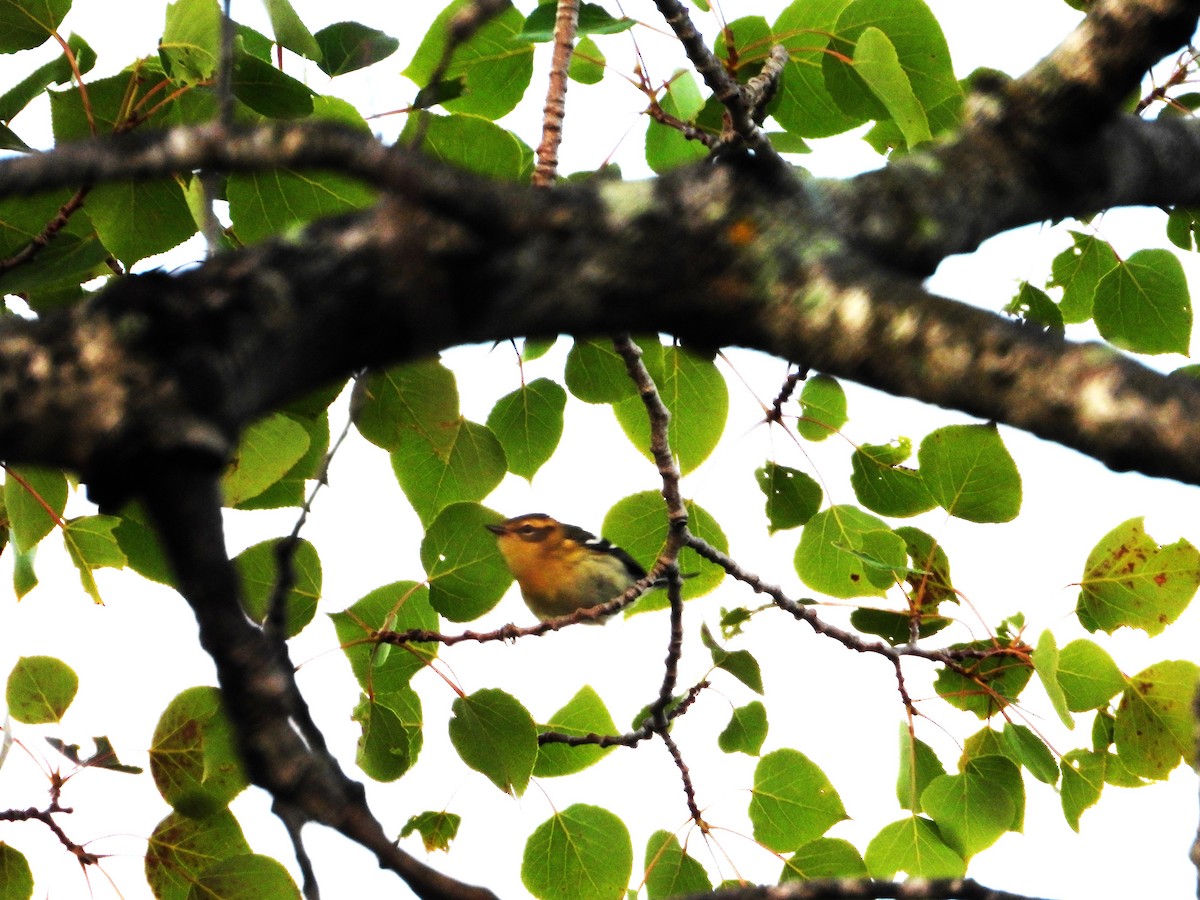 Blackburnian Warbler - ML622014099