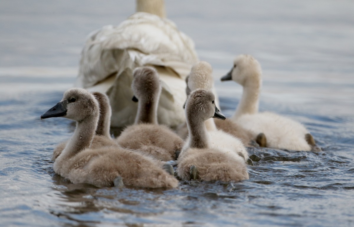 Mute Swan - Jay McGowan