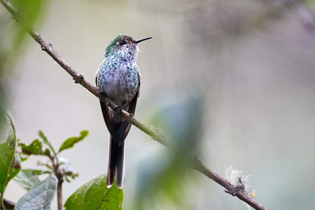 Green-tailed Trainbearer - ML622014188