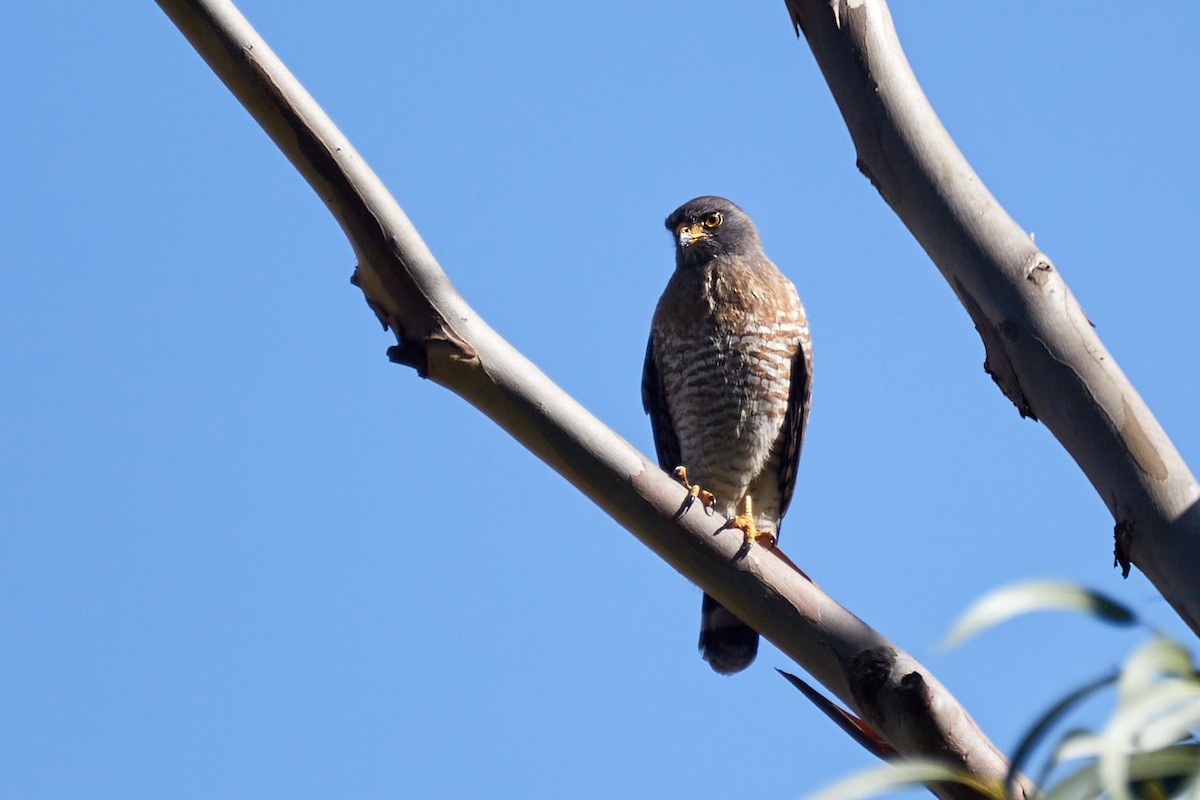 Roadside Hawk - ML622014257