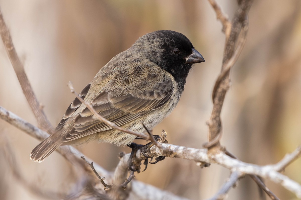 ML622014378 - Small Tree-Finch - Macaulay Library