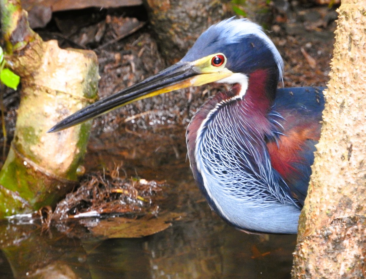 Agami Heron - ML622014636