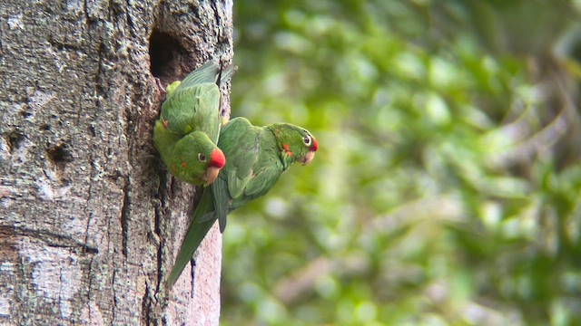 アカビタイメキシコインコ - ML622014699