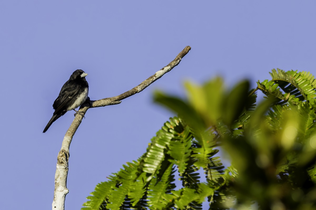 Cone-billed Tanager - ML622014706