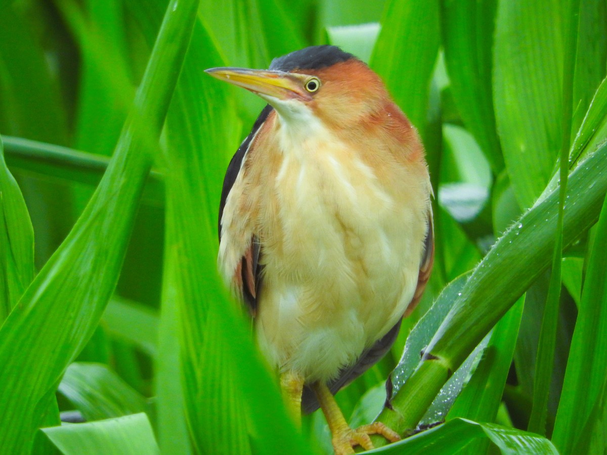 Least Bittern - ML622014713