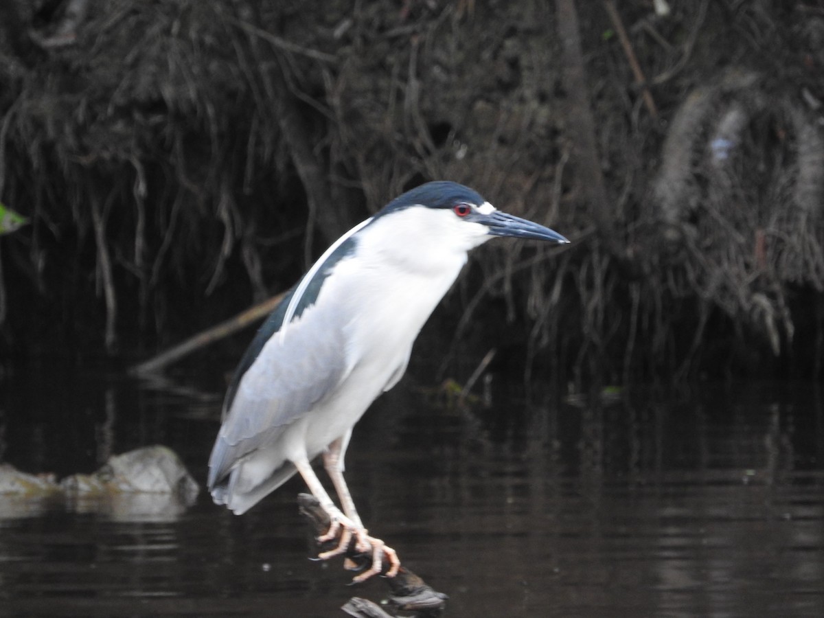 Black-crowned Night Heron - ML622014720