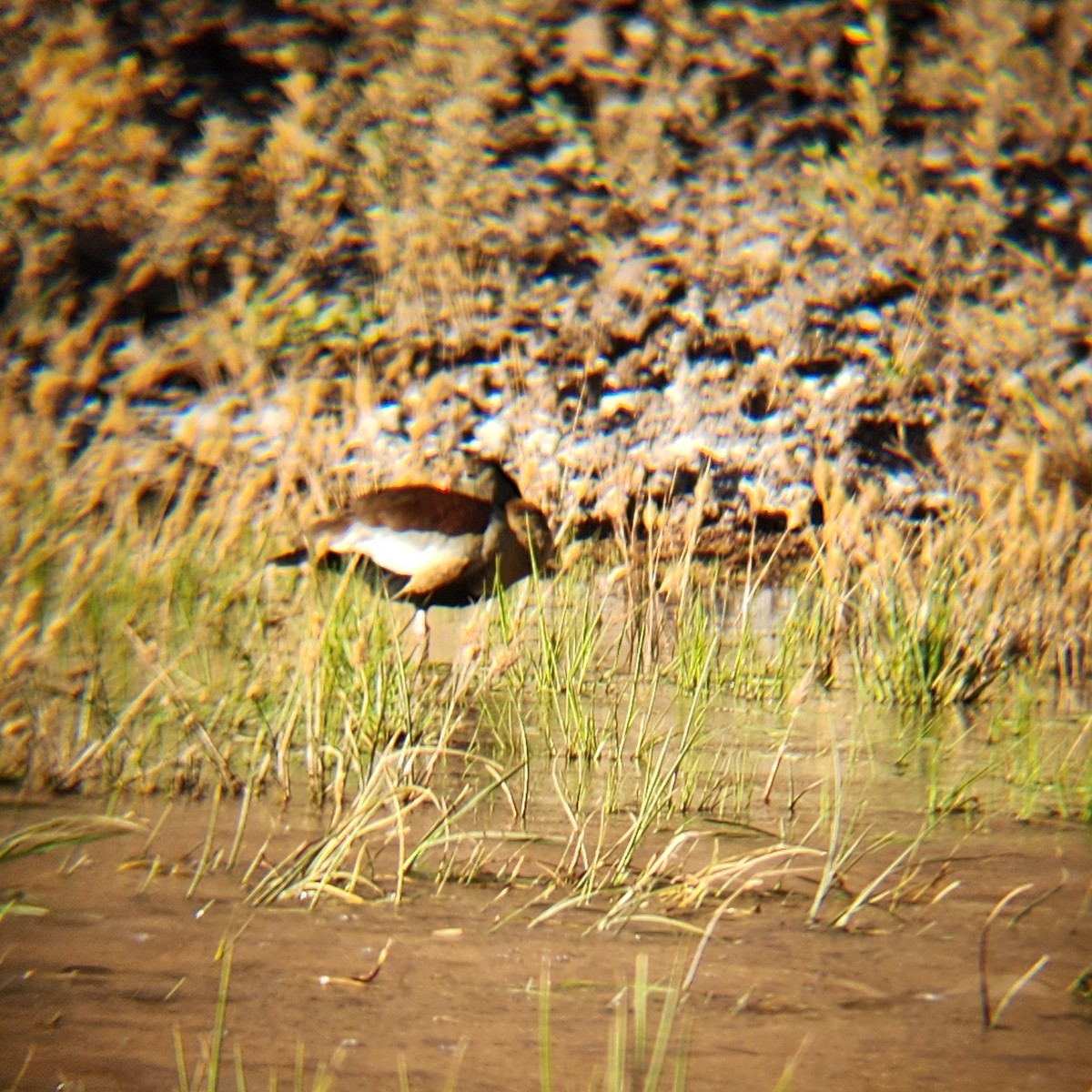 Black-bellied Whistling-Duck - ML622014722