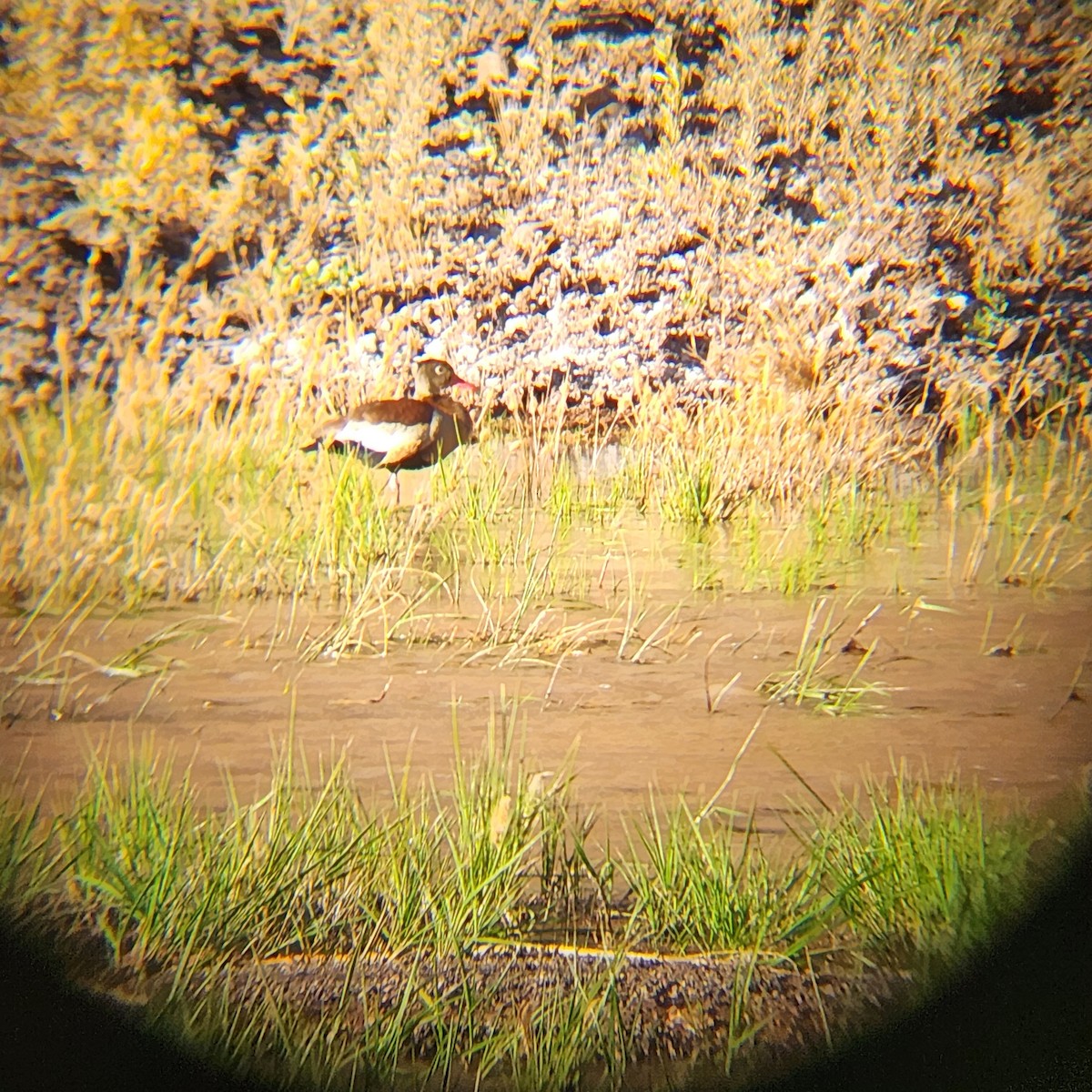 Black-bellied Whistling-Duck - ML622014724